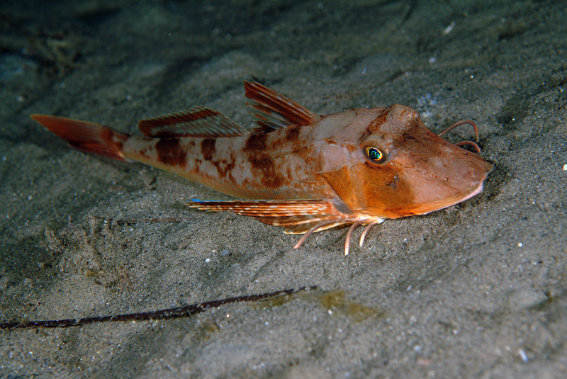Chelidonichthys lucerna